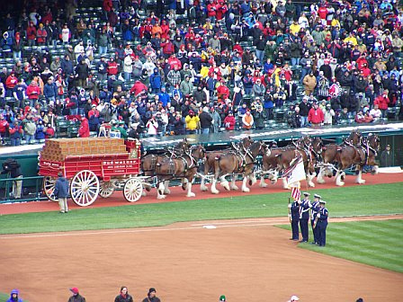 Budweiser Clydsedales - Old Busch Stadium2.jpg