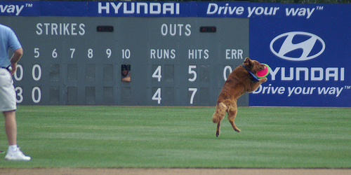 Frisbee Dogs.jpg