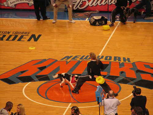 Knicks - Frisbee Dogs.jpg